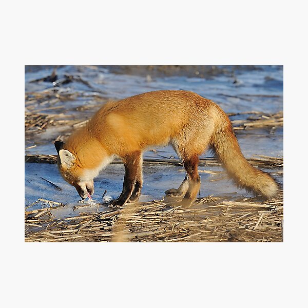 Fox ..stop for a drink? Photographic Print