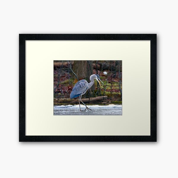 Heron on Ice Framed Art Print