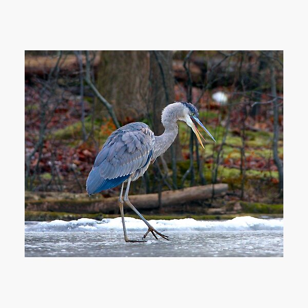 Heron on Ice Photographic Print