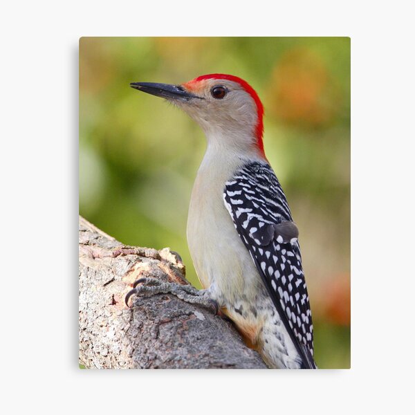 Red Head Canvas Print