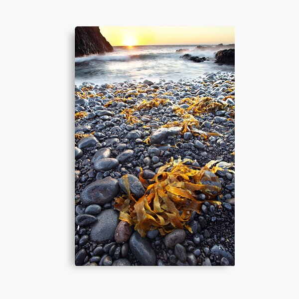 Cape Schank, Mornington Peninsula, Australia Canvas Print