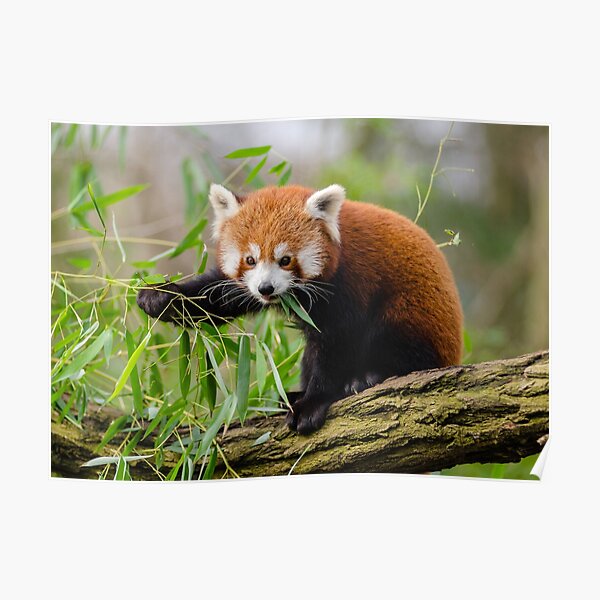 Panda roux Poster
