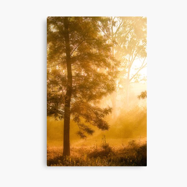 Mist & Tree Canvas Print