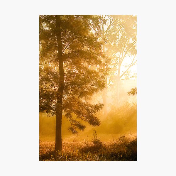Mist & Tree Photographic Print