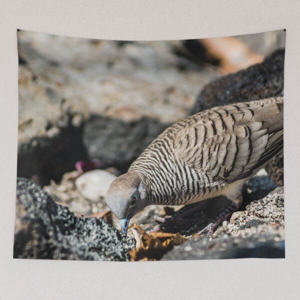 Item preview, Spotted dove of hawaii designed and sold by KensLensDesigns.