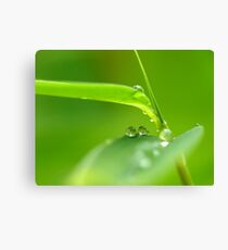 Waterdrops Canvas Print