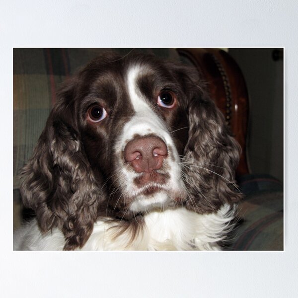 Artikelvorschau, Squirrel Dog entworfen und verkauft von Pamela Phelps.