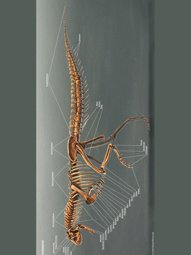 carnotaurus skeleton
