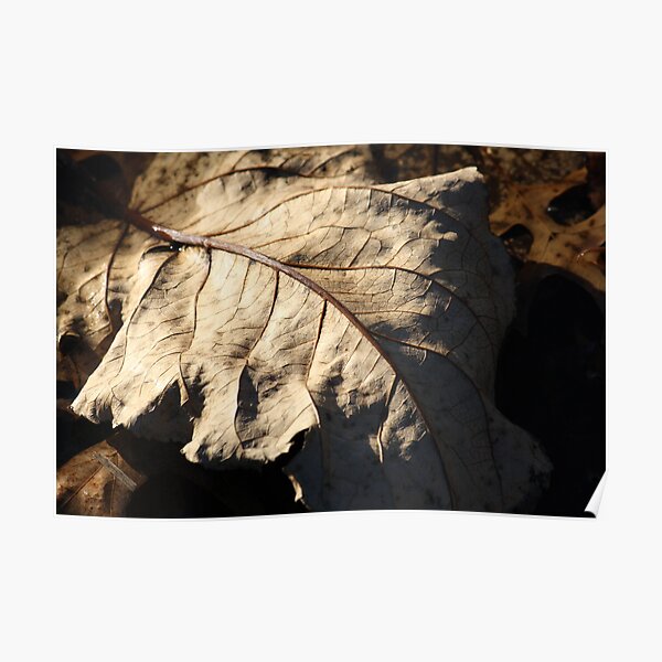 Leaf in Puddle Poster