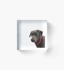 Silver Lab Acrylic Block