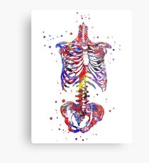 Skeleton torso, watercolor skeleton torso, torso Metal Print