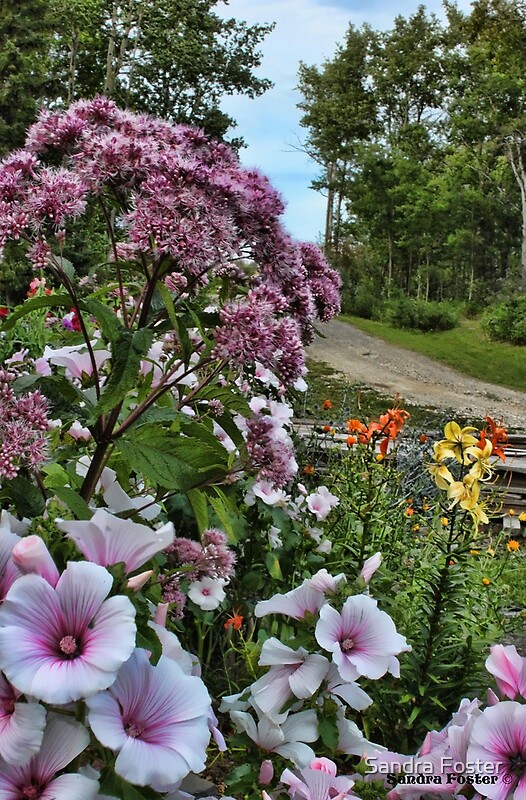 "A Beautiful Country Lane" by Sandra Foster | Redbubble