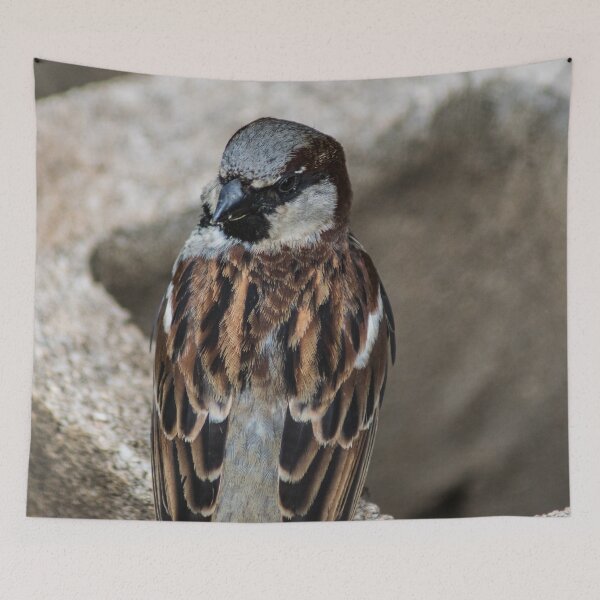 Artikelvorschau, Singvogel entworfen und verkauft von KensLensDesigns.