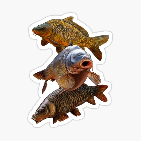 Carp fishing T shirt with camouflage heat press vinyl logo ideal gift for  fisherman - LARGE CARP FISH