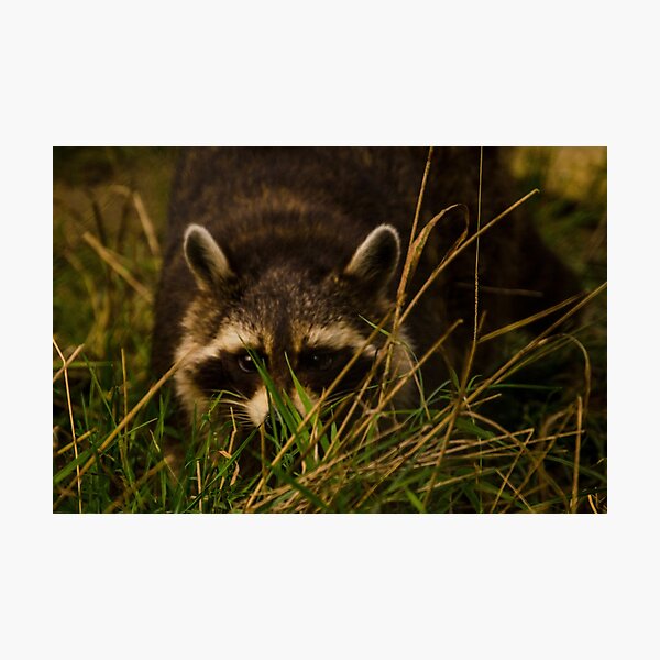 Item preview, Raccoon designed and sold by spcphotography.