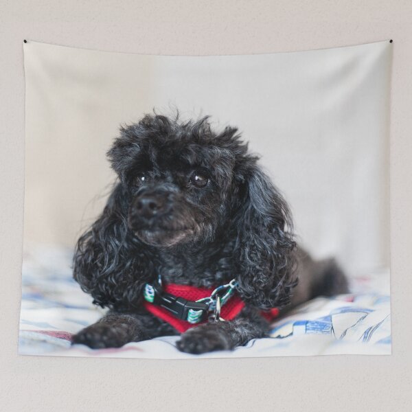 Item preview, Queen of the toy poodles designed and sold by KensLensDesigns.