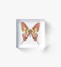 BUTTERFLY Watercolor in Yellow, Red, Orange, and Brown Acrylic Block