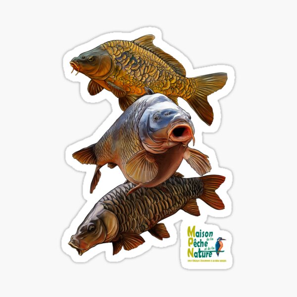 Gang de carpes Sticker