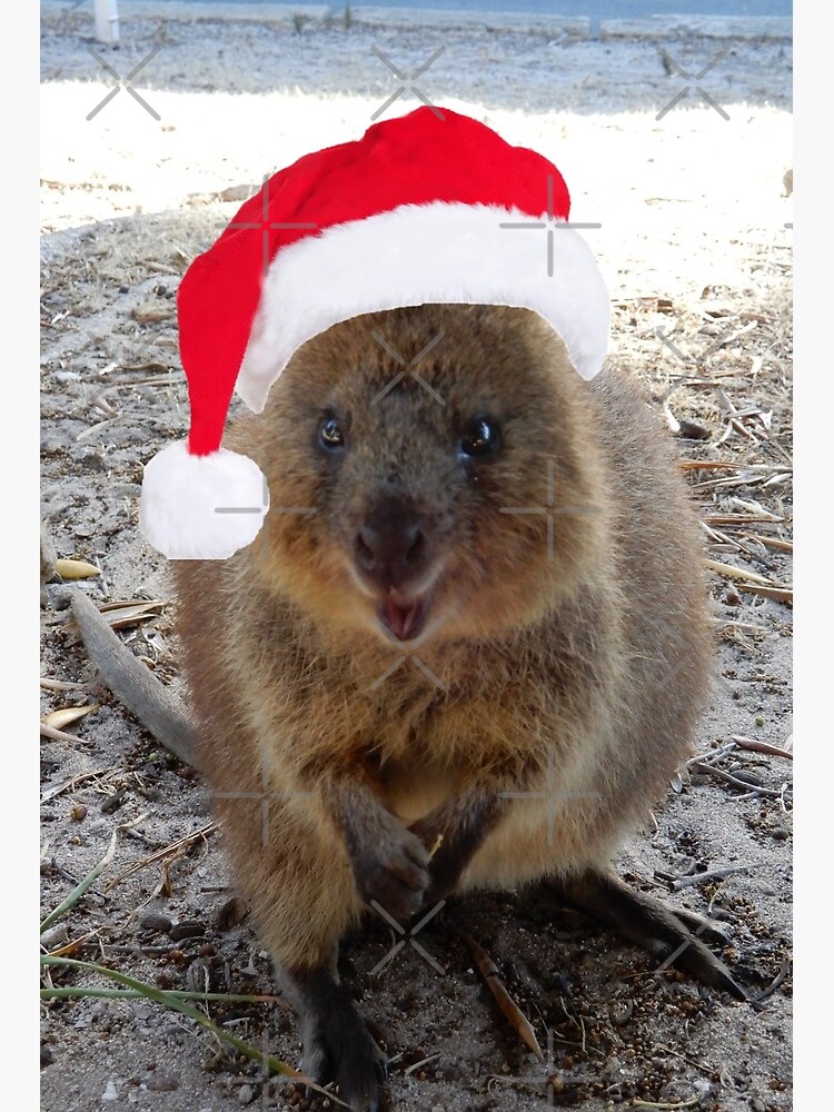 Quokka Christmas - Rottnest Island&quot; Art Board Print by Lunaqwa | Redbubble