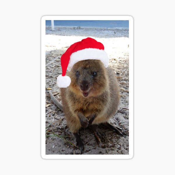 "Quokka Christmas Rottnest Island" Sticker for Sale by Lunaqwa