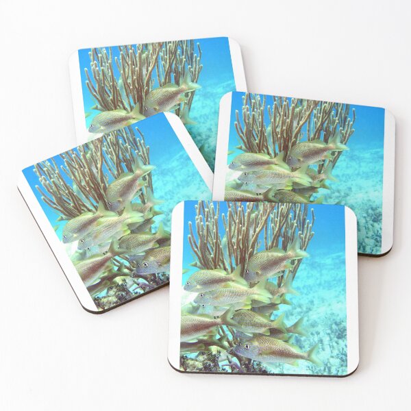Item preview, Photograph of Some Fish on a reef in Bimini - WelshDesigns designed and sold by welshdesigns.