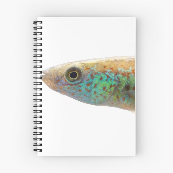Item preview, Fundulus julisia - JLS designed and sold by killies.