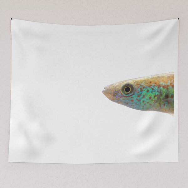 Item preview, Fundulus julisia - JLS designed and sold by killies.