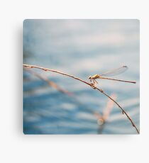 Camouflage Metal Print