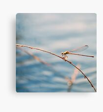 Camouflage Canvas Print