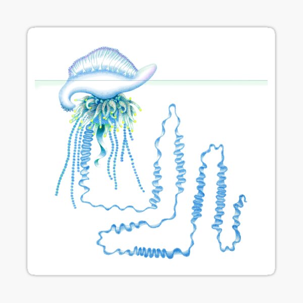 Blue bottle aka Pacific man of war aka Physalia utriculus Sticker