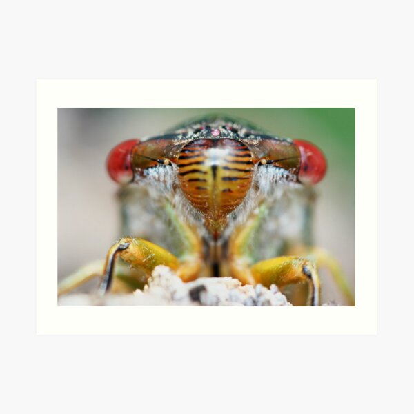 The Hemipteron Art Print