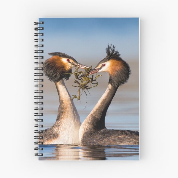 Item preview, Great Crested Grebes courting designed and sold by Jennie  Stock.
