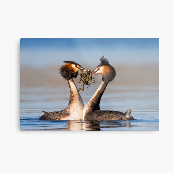 Great Crested Grebes courting Metal Print