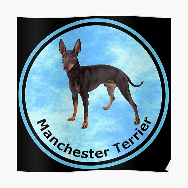 Manchester Terrier Perro-Reloj De Pared 