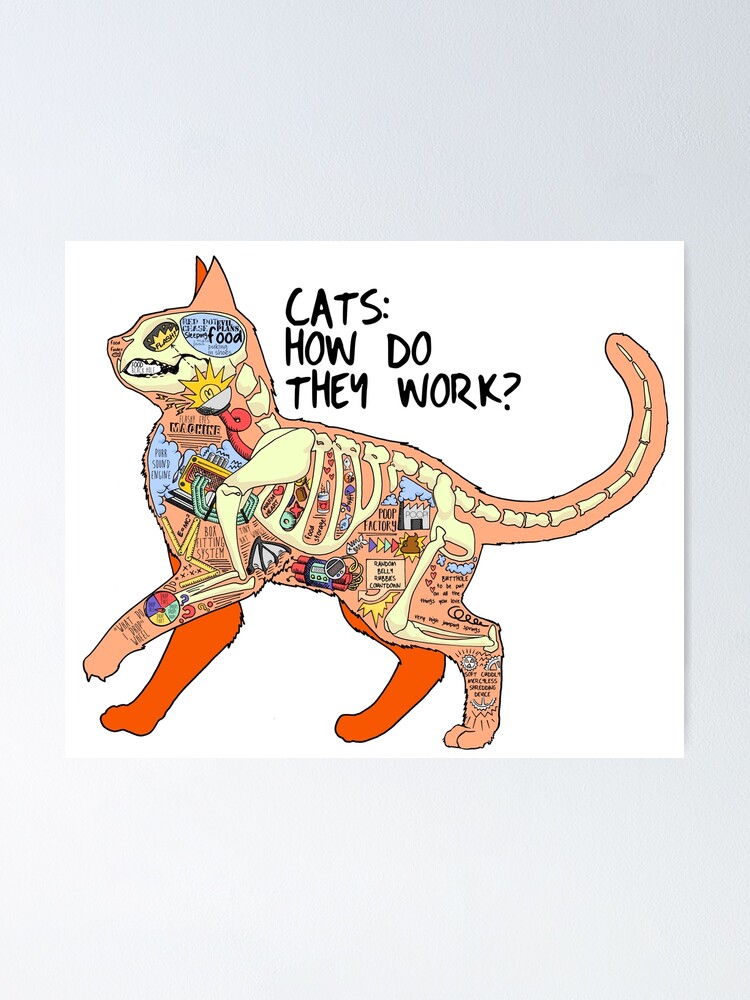 "Cat anatomy" Poster by saetta Redbubble