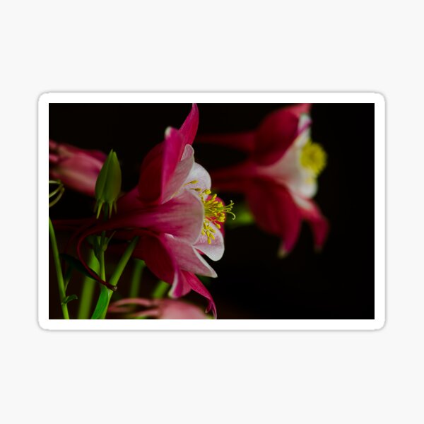 Columbine Sticker