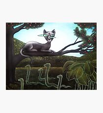 Super cat Photographic Print