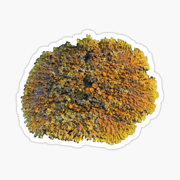 Item preview, Sunburst lichen designed and sold by Nanotopia.