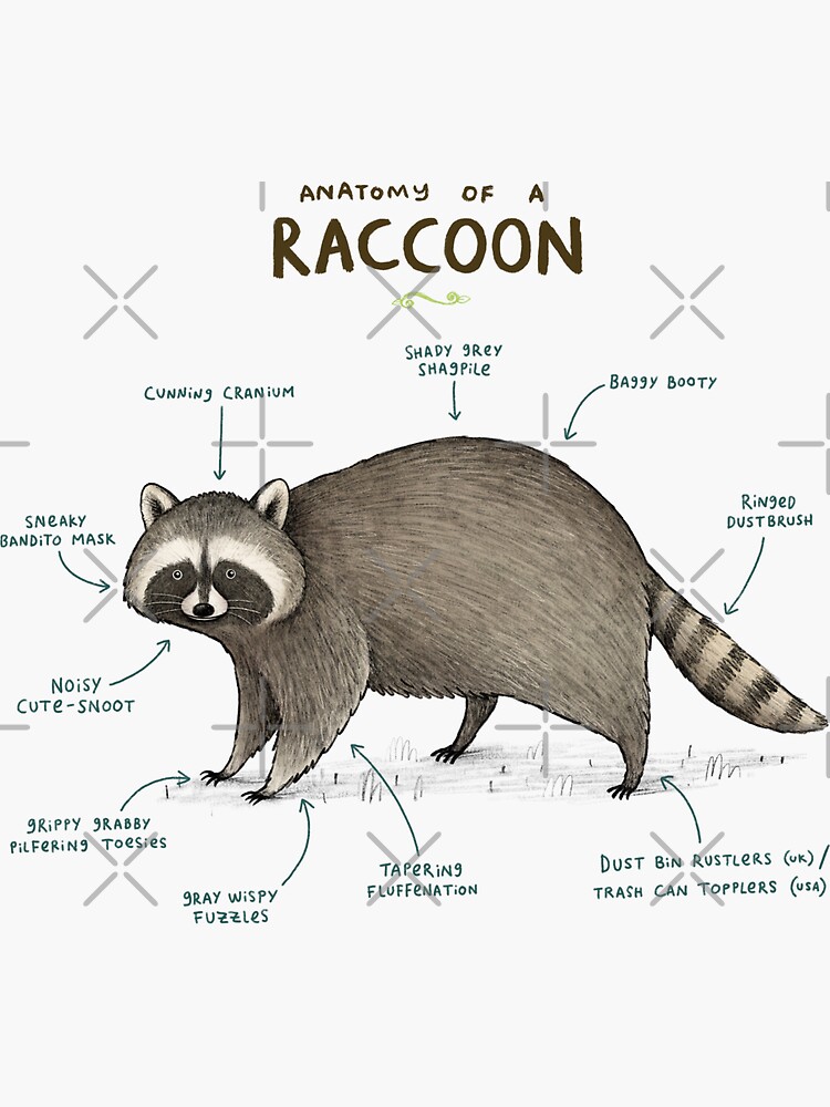 "Anatomy of a Raccoon" Sticker by SophieCorrigan | Redbubble