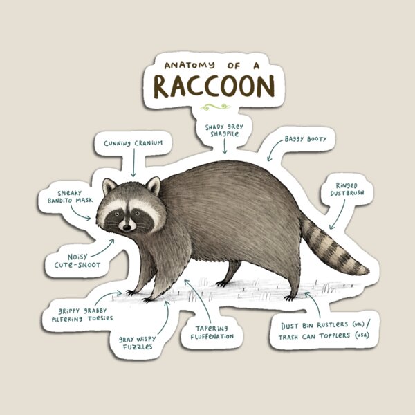 Item preview, Anatomy of a Raccoon designed and sold by Sophie Corrigan.