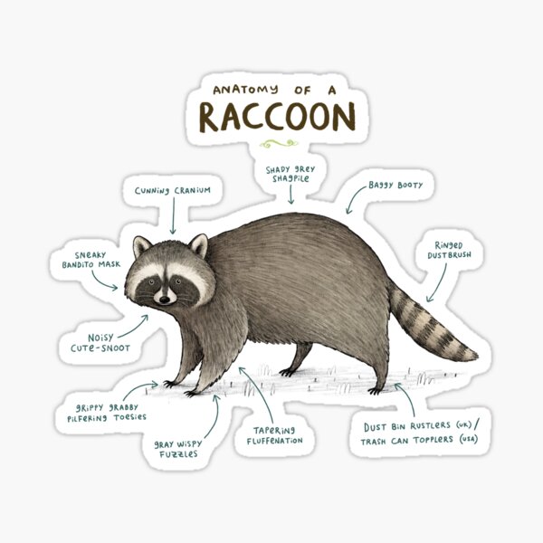 Anatomy of a Raccoon Sticker