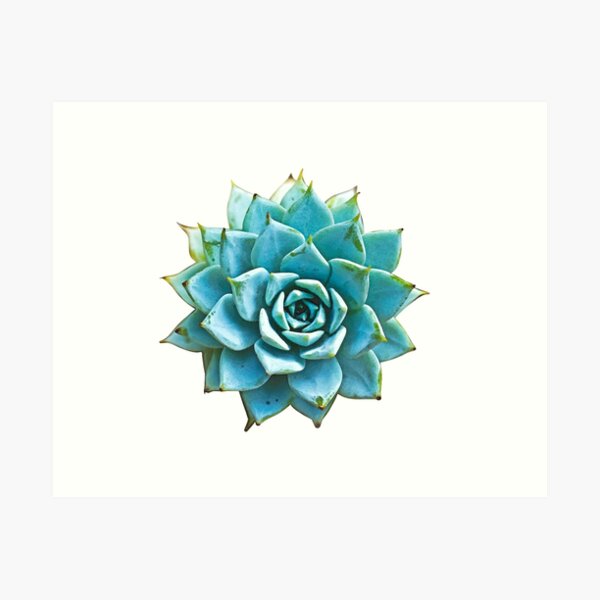 Succulent Art Print