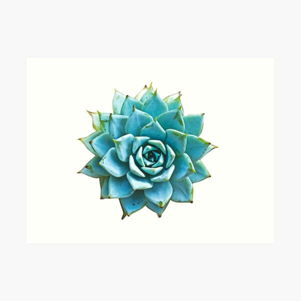 Succulent Art Print