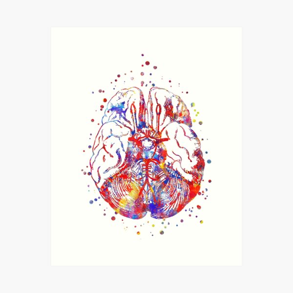 Item preview, Circle Of Willis, brain anatomy, medical art, watercolor brain designed and sold by Rosaliartbook.