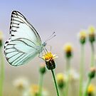 «Macro insecto mariposa» de mimio2009