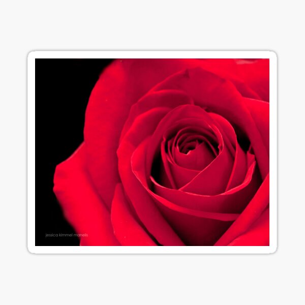 Melodious Rose Sticker