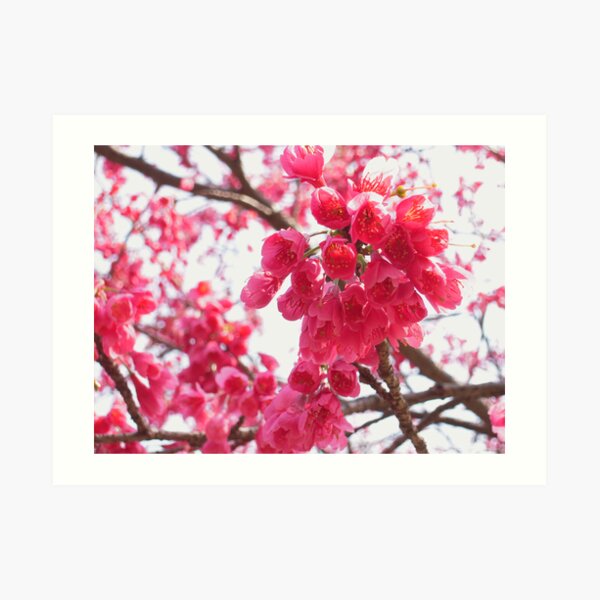 Blossom Time Art Print
