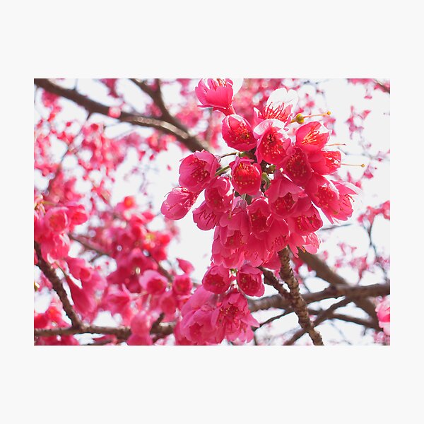 Blossom Time Photographic Print