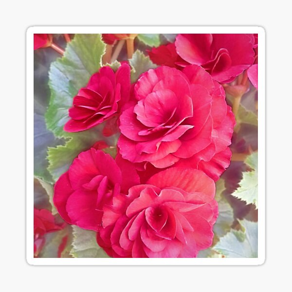 Vintage Roses Sticker