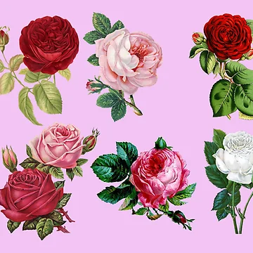 Artwork thumbnail, Beautiful Roses by robspencer